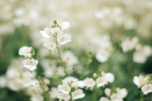 三八妇女节主题 女王节简短贺卡