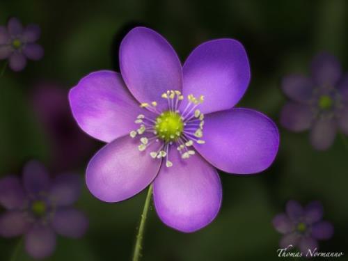 端午节微信祝福语客户 端午节祝福客户微信版[18句]