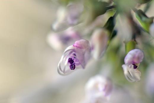 三生三世十里桃花台词