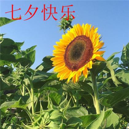 中秋节发朋友圈的句子 朋友圈求助的话怎么说