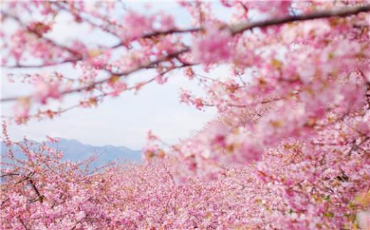 关于菊花的好词好句