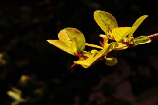 小学生植树节标语口号精选