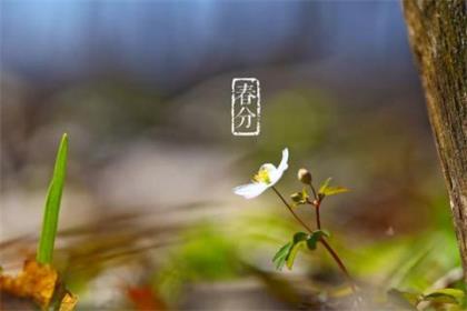 三八节日祝福短信(火海棠祝你富贵满堂…)